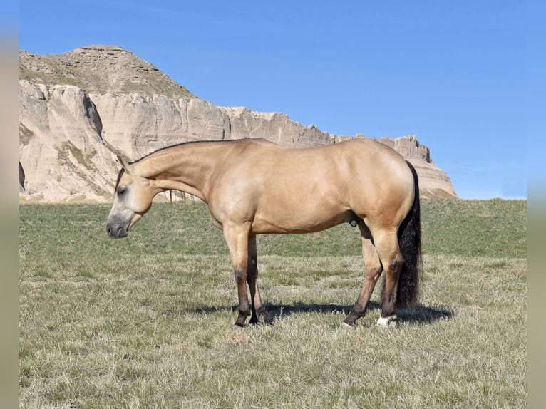American Quarter Horse Ruin 4 Jaar 152 cm Buckskin in Bayard, Nebraska