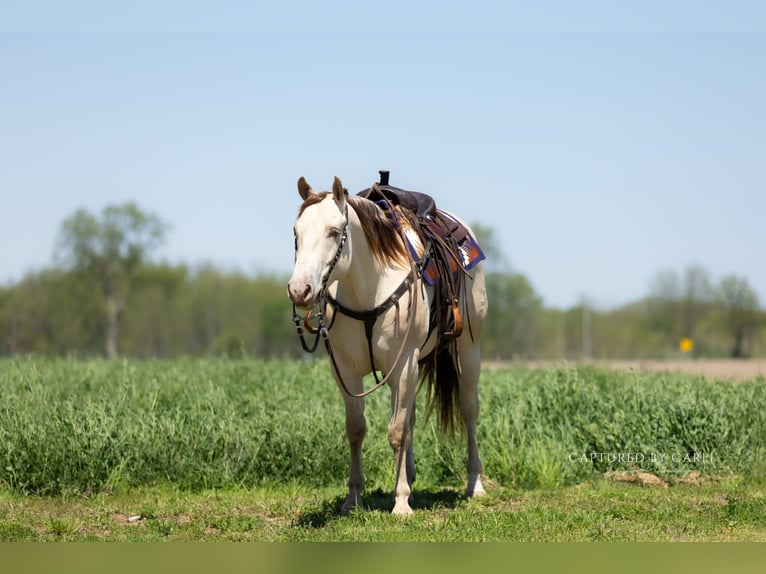American Quarter Horse Ruin 4 Jaar 152 cm Champagne in Lewistown