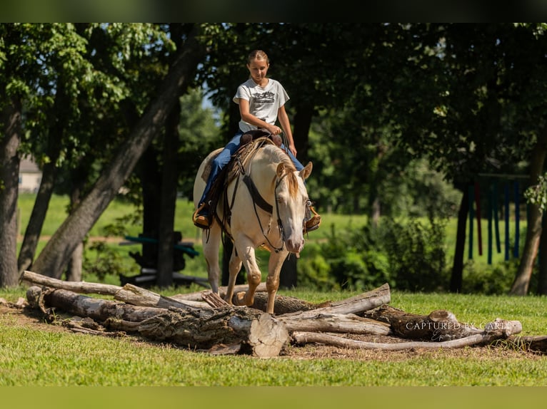 American Quarter Horse Ruin 4 Jaar 152 cm Champagne in Lewistown