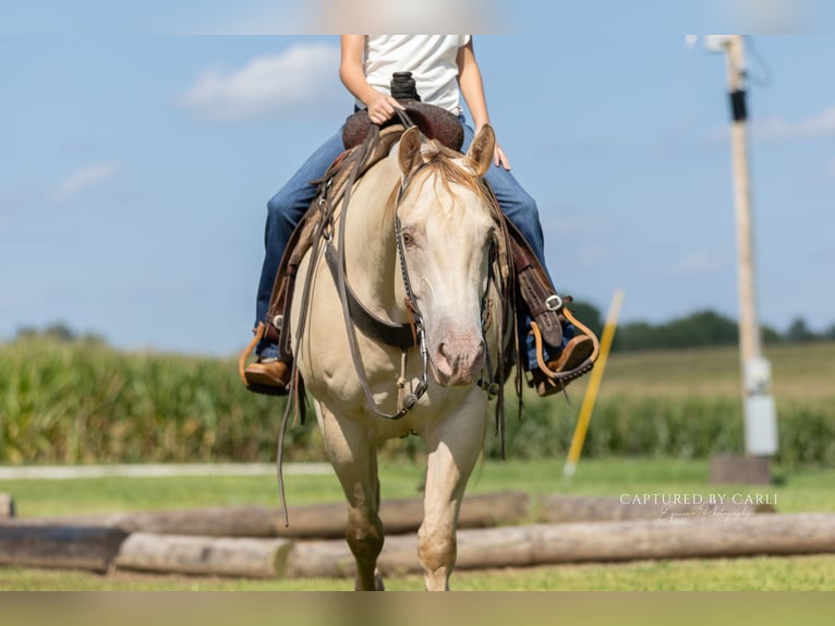 American Quarter Horse Ruin 4 Jaar 152 cm Champagne in Lewistown