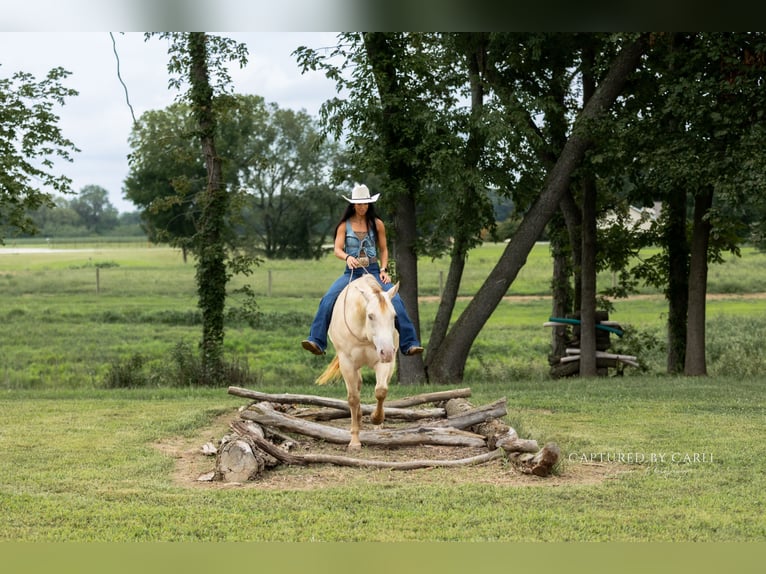 American Quarter Horse Ruin 4 Jaar 152 cm Champagne in Lewistown