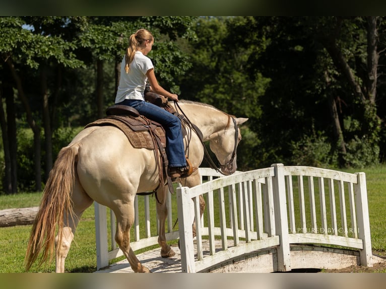 American Quarter Horse Ruin 4 Jaar 152 cm Champagne in Lewistown