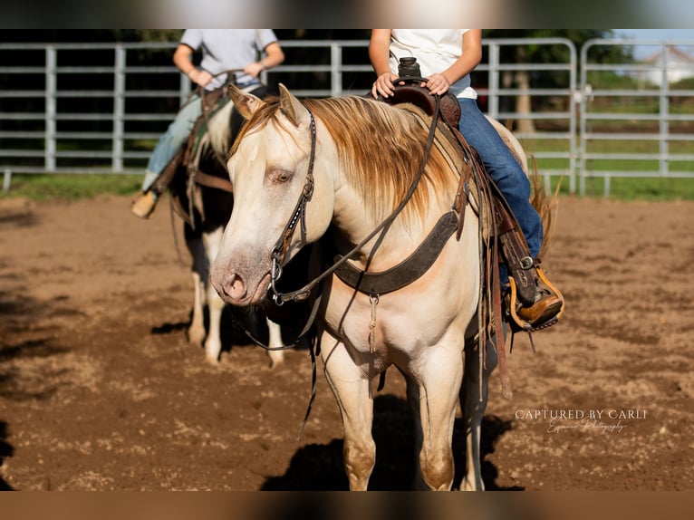 American Quarter Horse Ruin 4 Jaar 152 cm Champagne in Lewistown