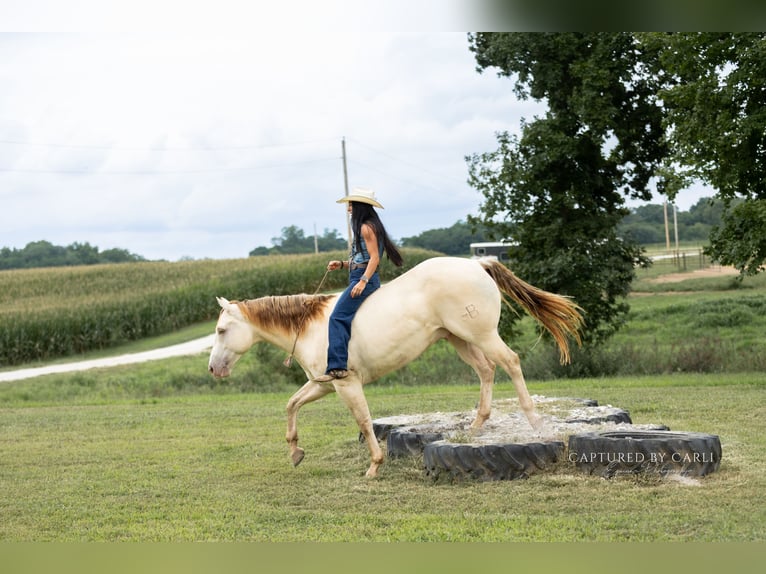 American Quarter Horse Ruin 4 Jaar 152 cm Champagne in Lewistown