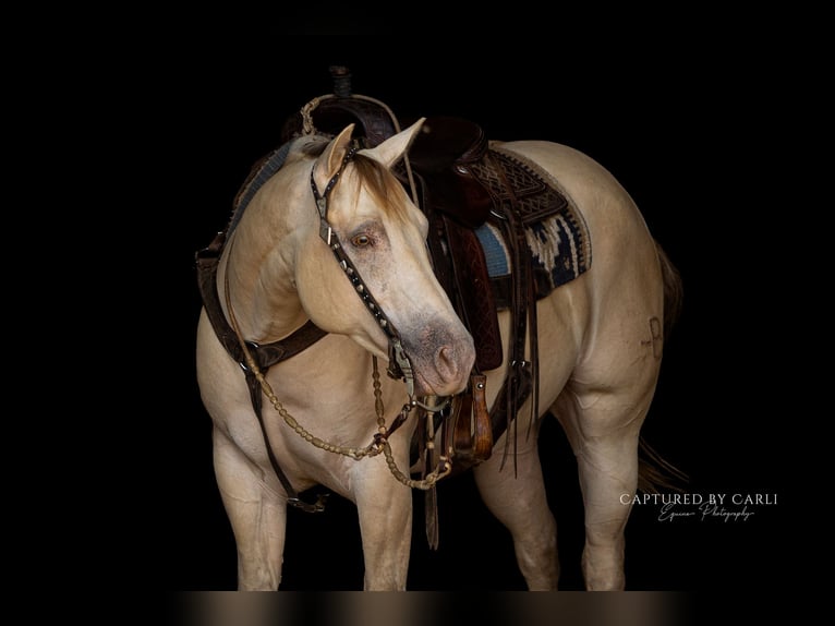 American Quarter Horse Ruin 4 Jaar 152 cm Champagne in Lewistown