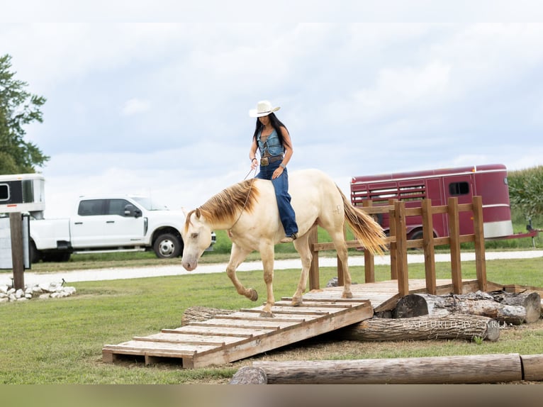 American Quarter Horse Ruin 4 Jaar 152 cm Champagne in Lewistown