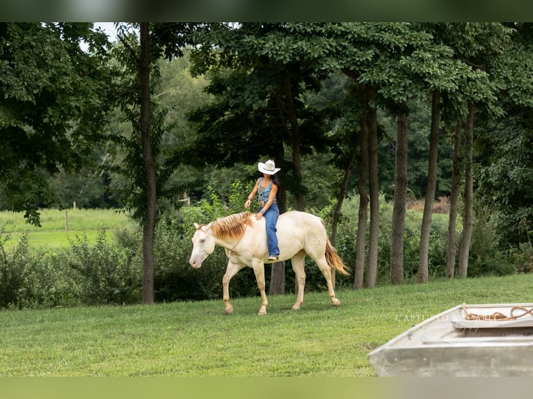 American Quarter Horse Ruin 4 Jaar 152 cm Champagne in Lewistown