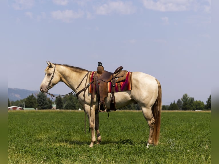 American Quarter Horse Ruin 4 Jaar 152 cm Champagne in Caldwell, ID