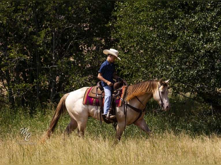 American Quarter Horse Ruin 4 Jaar 152 cm Champagne in Caldwell, ID