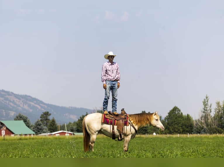 American Quarter Horse Ruin 4 Jaar 152 cm Champagne in Caldwell, ID