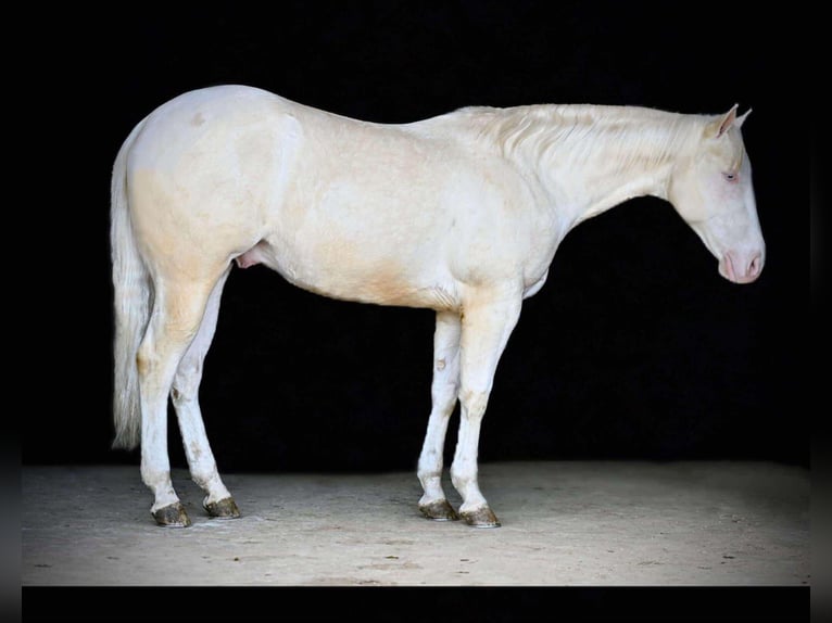 American Quarter Horse Ruin 4 Jaar 152 cm Cremello in Rebersburg, PA