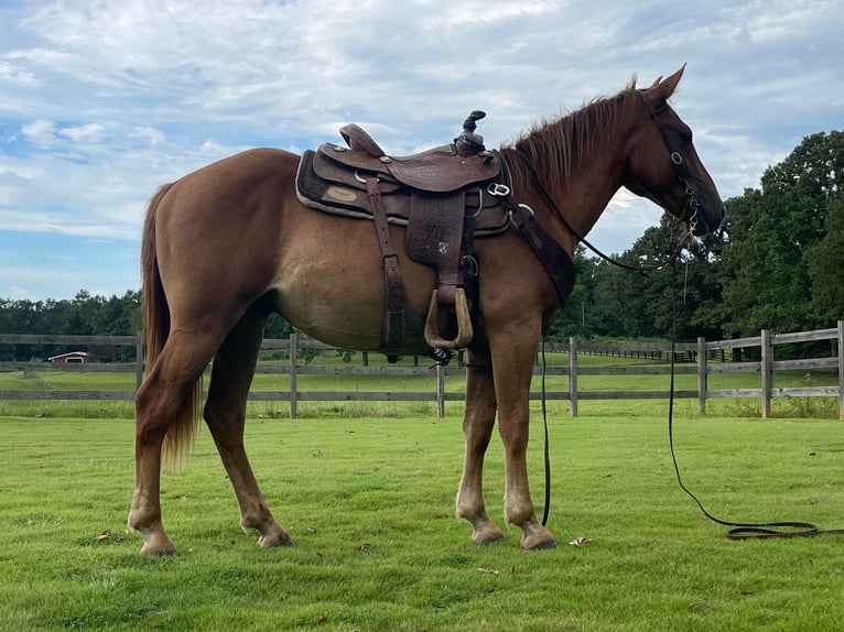 American Quarter Horse Ruin 4 Jaar 152 cm Donkere-vos in Brierfield Al