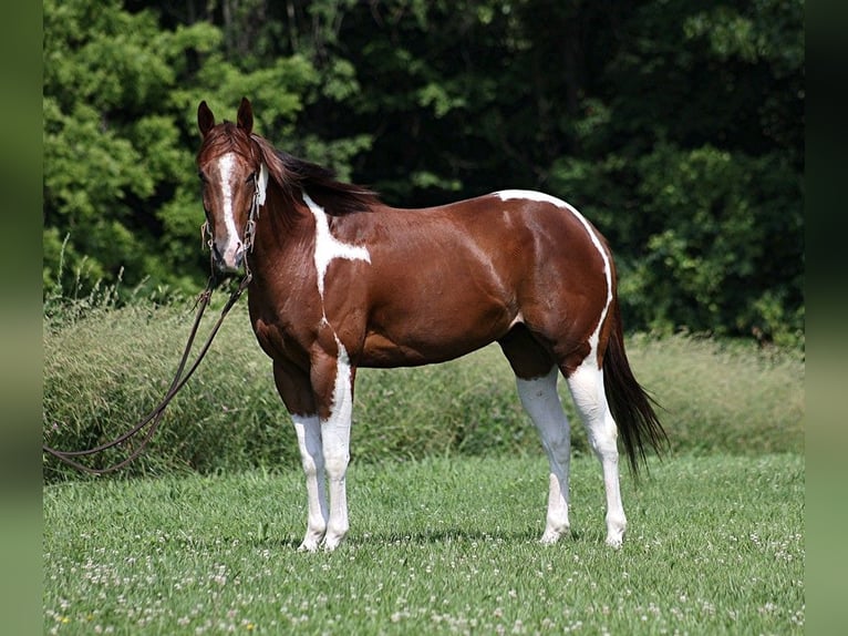 American Quarter Horse Ruin 4 Jaar 152 cm Donkere-vos in Level Green KY