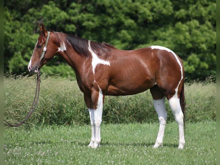 American Quarter Horse Ruin 4 Jaar 152 cm Donkere-vos in Level Green KY