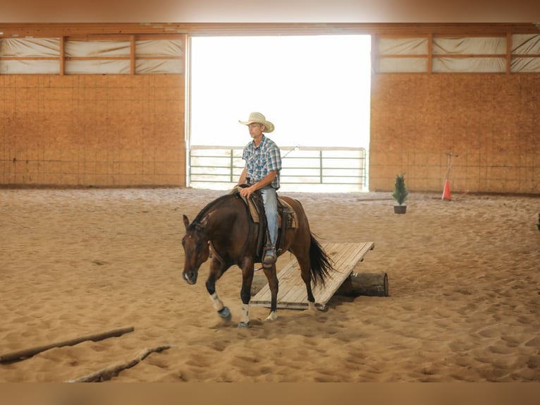 American Quarter Horse Ruin 4 Jaar 152 cm Falbe in Bellevue