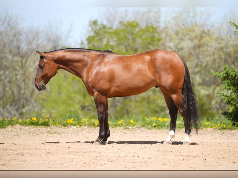 American Quarter Horse Ruin 4 Jaar 152 cm Falbe in Bellevue