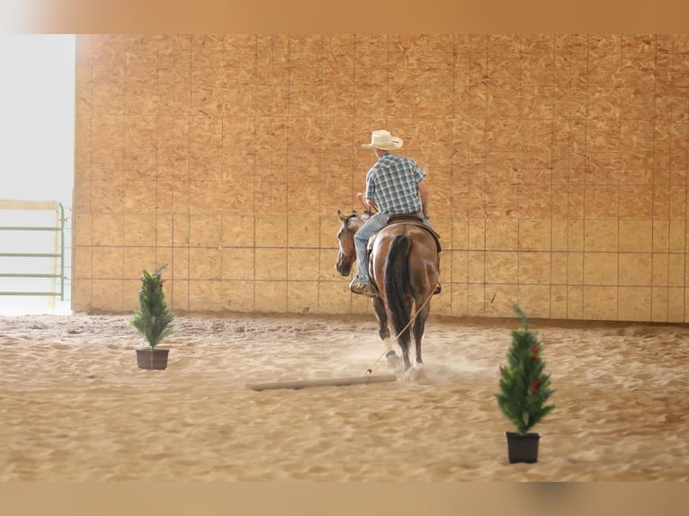 American Quarter Horse Ruin 4 Jaar 152 cm Falbe in Bellevue