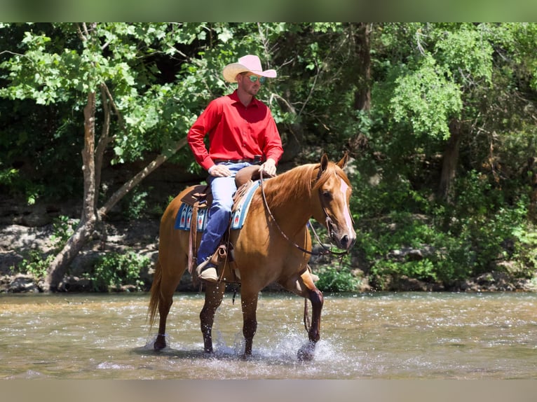 American Quarter Horse Ruin 4 Jaar 152 cm Falbe in Purdy, MO