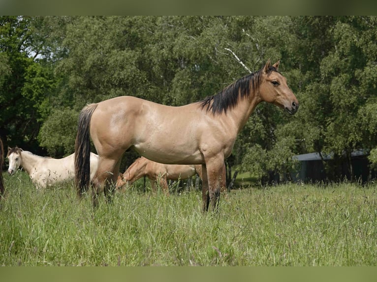 American Quarter Horse Ruin 4 Jaar 152 cm Falbe in Erkelenz