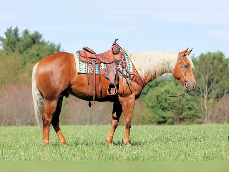 American Quarter Horse Ruin 4 Jaar 152 cm Palomino in Clarion, PA