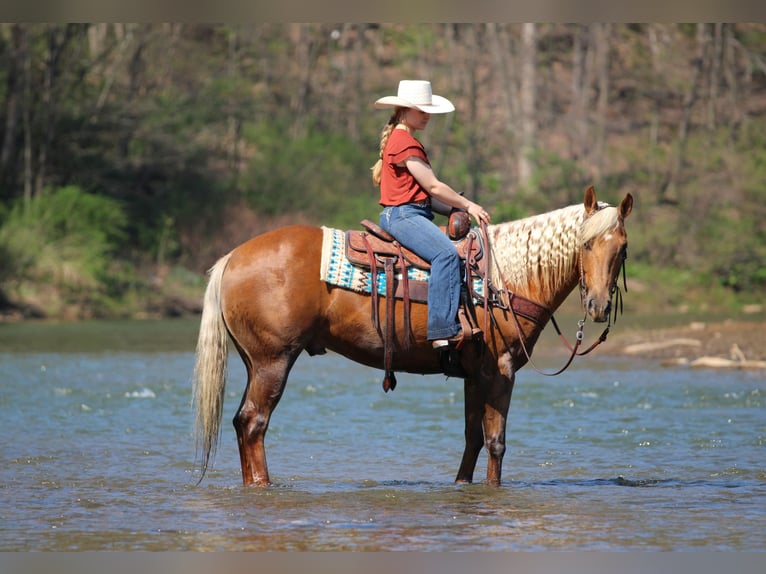 American Quarter Horse Ruin 4 Jaar 152 cm Palomino in Clarion, PA