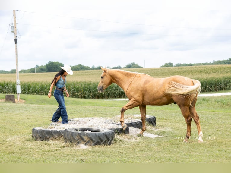 American Quarter Horse Ruin 4 Jaar 152 cm Palomino in Lewistown