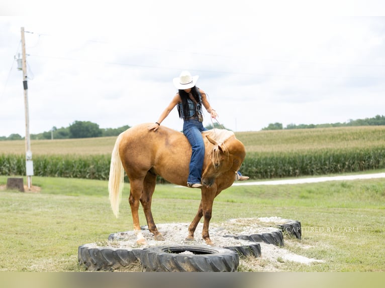 American Quarter Horse Ruin 4 Jaar 152 cm Palomino in Lewistown
