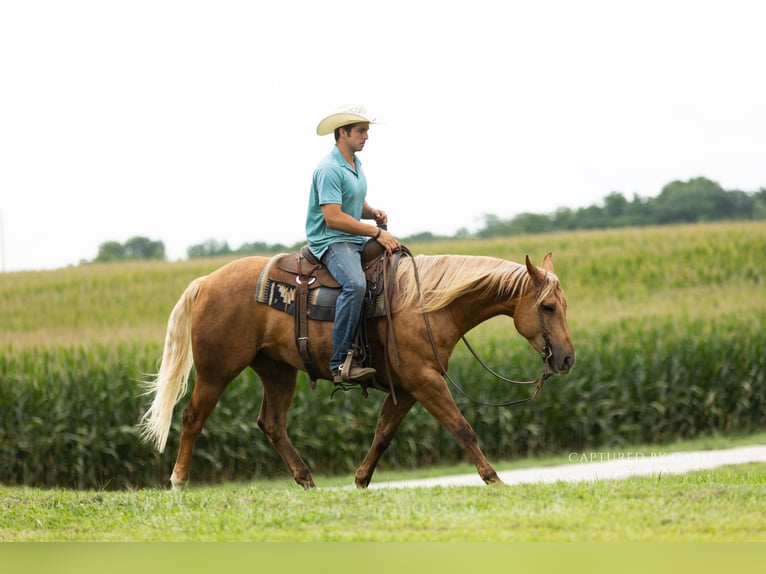 American Quarter Horse Ruin 4 Jaar 152 cm Palomino in Lewistown