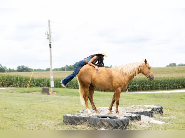 American Quarter Horse Ruin 4 Jaar 152 cm Palomino in Lewistown