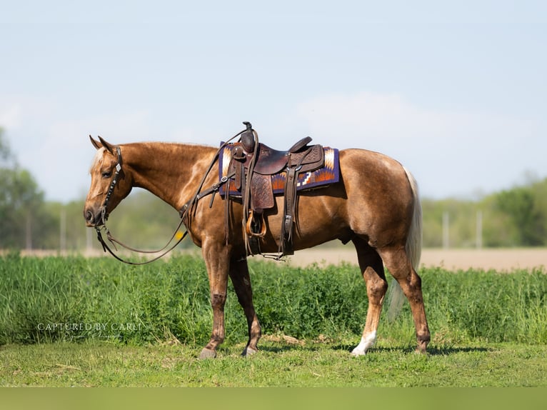 American Quarter Horse Ruin 4 Jaar 152 cm Palomino in Lewistown