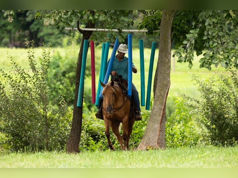 American Quarter Horse Ruin 4 Jaar 152 cm Palomino in Lewistown