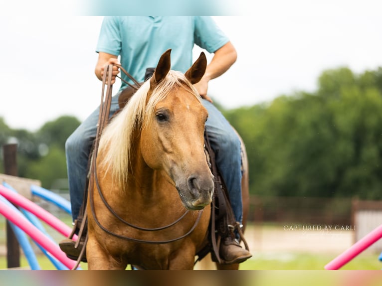 American Quarter Horse Ruin 4 Jaar 152 cm Palomino in Lewistown