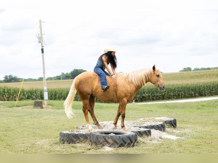 American Quarter Horse Ruin 4 Jaar 152 cm Palomino in Lewistown