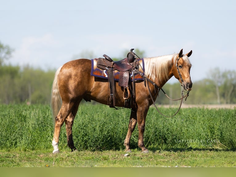 American Quarter Horse Ruin 4 Jaar 152 cm Palomino in Lewistown