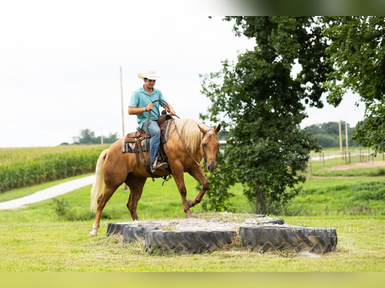 American Quarter Horse Ruin 4 Jaar 152 cm Palomino in Lewistown