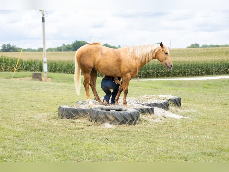 American Quarter Horse Ruin 4 Jaar 152 cm Palomino in Lewistown
