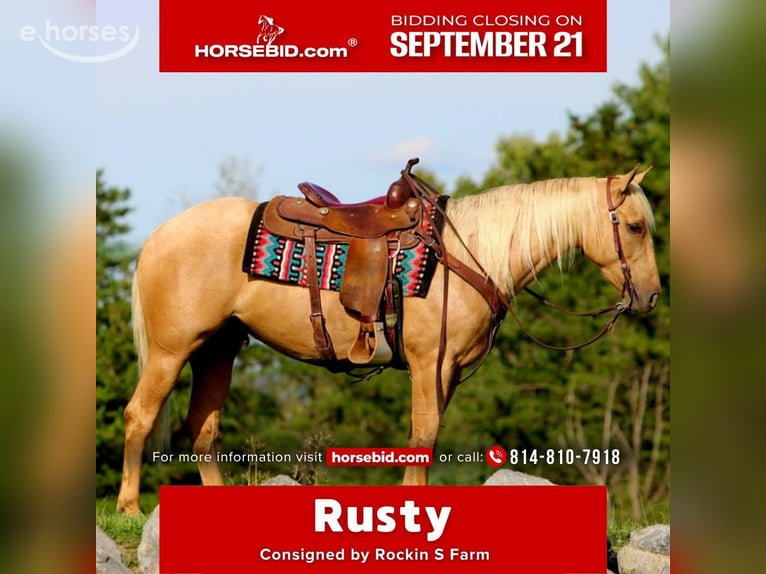 American Quarter Horse Ruin 4 Jaar 152 cm Palomino in Rebersburg