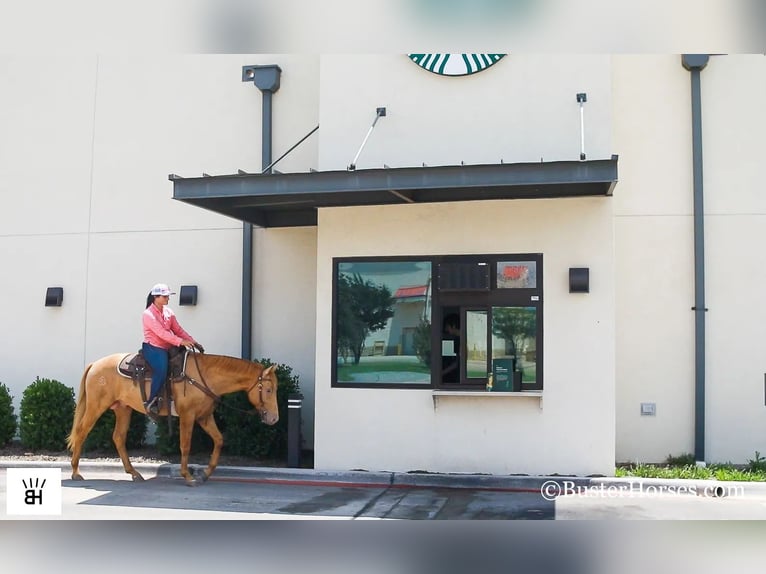 American Quarter Horse Ruin 4 Jaar 152 cm Palomino in Weatherford TX