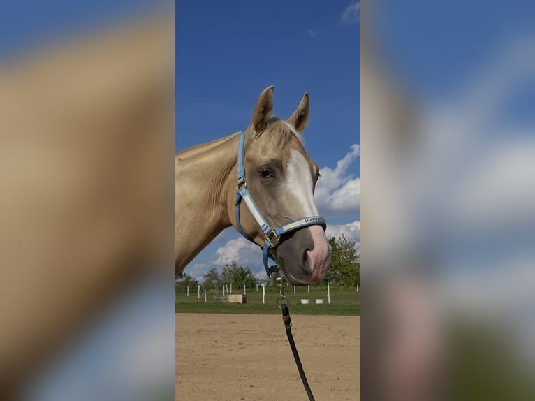 American Quarter Horse Ruin 4 Jaar 152 cm Palomino in Freystadt