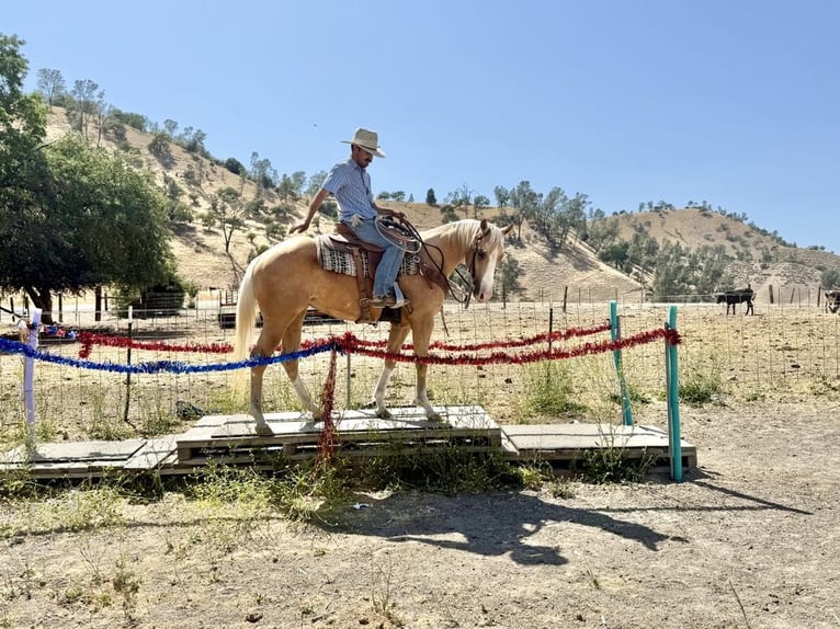 American Quarter Horse Ruin 4 Jaar 152 cm Palomino in Paicines CA