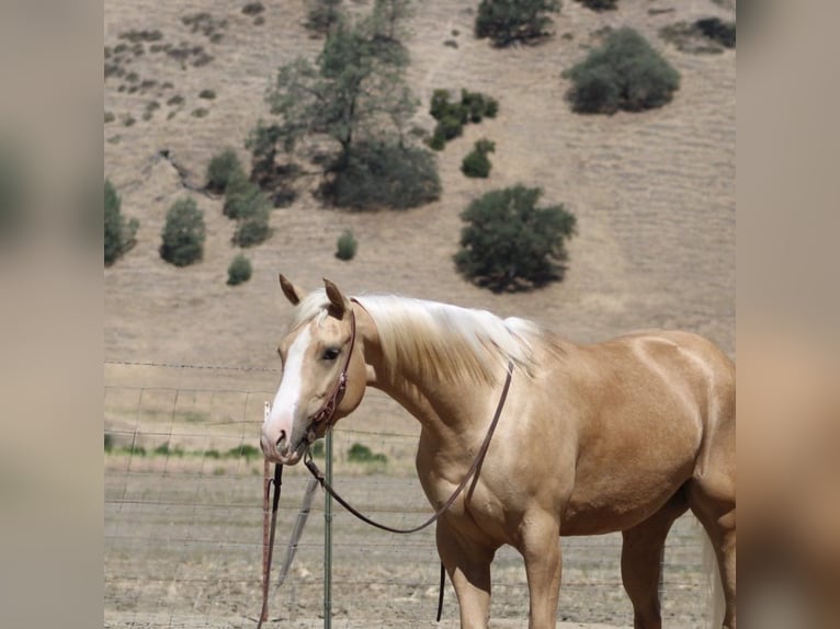American Quarter Horse Ruin 4 Jaar 152 cm Palomino in Paicines CA