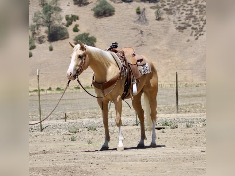 American Quarter Horse Ruin 4 Jaar 152 cm Palomino in Paicines CA