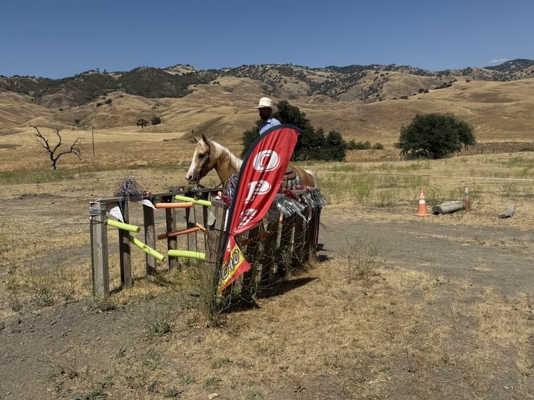 American Quarter Horse Ruin 4 Jaar 152 cm Palomino in Paicines CA