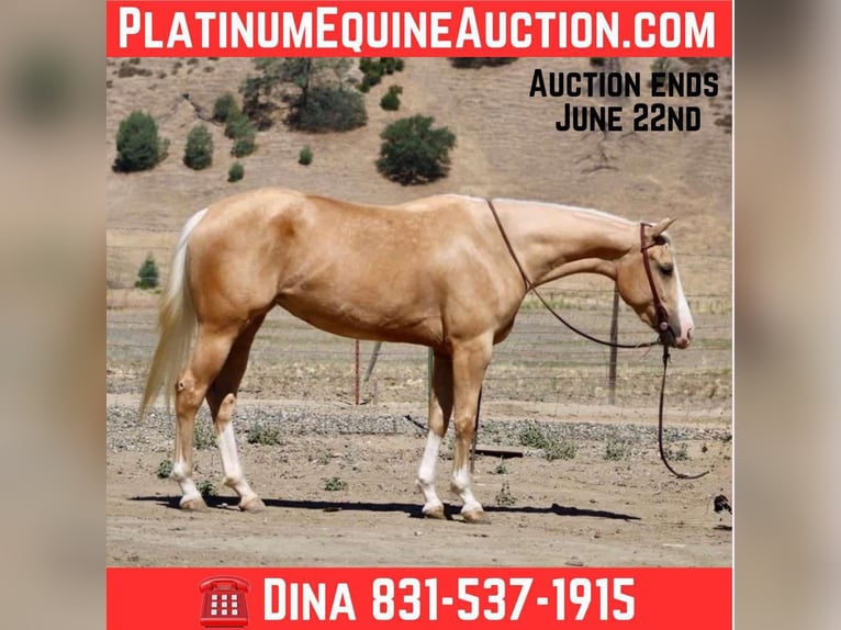 American Quarter Horse Ruin 4 Jaar 152 cm Palomino in Paicines CA