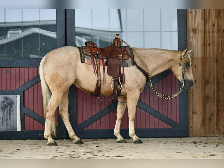 American Quarter Horse Ruin 4 Jaar 152 cm Palomino in Rebersburg