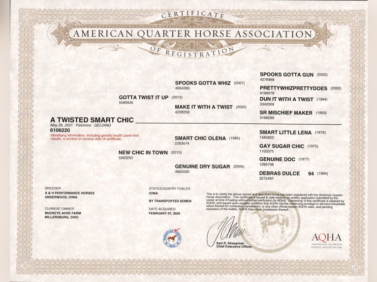 American Quarter Horse Ruin 4 Jaar 152 cm Palomino in Millersburg OH