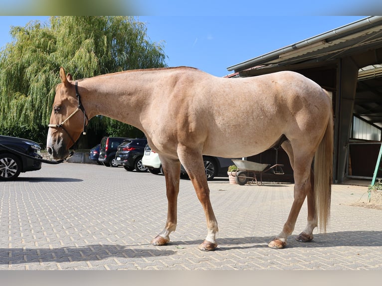 American Quarter Horse Ruin 4 Jaar 152 cm Red Dun in Hofheim am Taunus