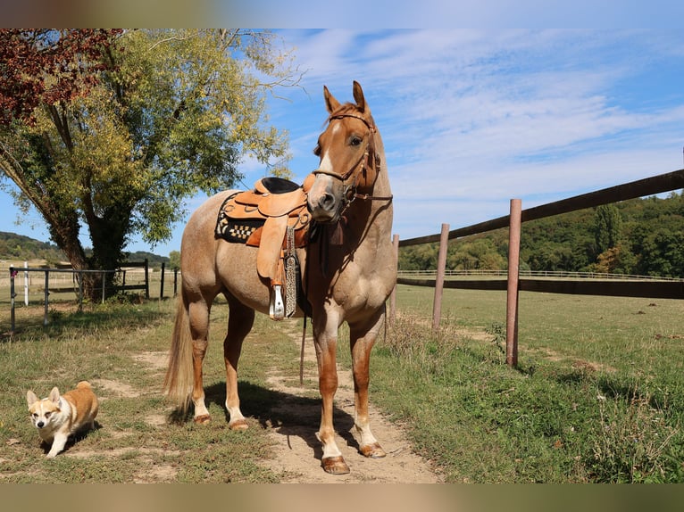 American Quarter Horse Ruin 4 Jaar 152 cm Red Dun in Hofheim am Taunus