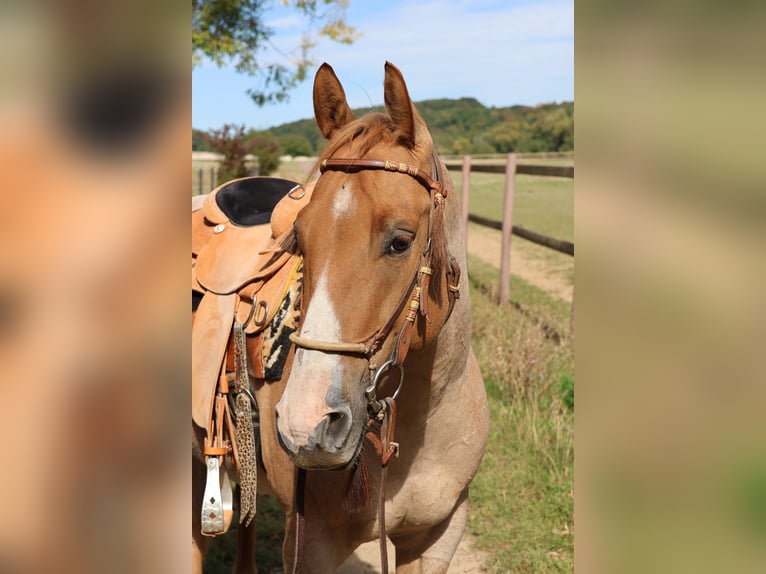 American Quarter Horse Ruin 4 Jaar 152 cm Red Dun in Hofheim am Taunus