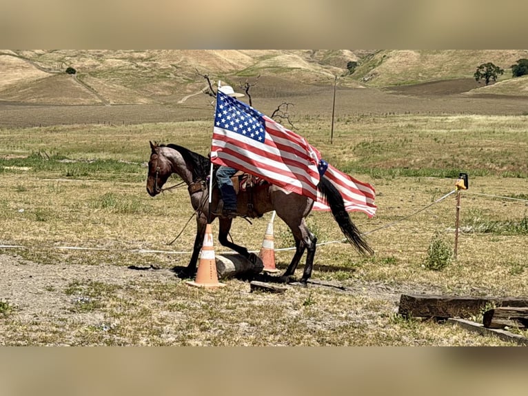 American Quarter Horse Ruin 4 Jaar 152 cm Roan-Bay in Tres Pinos
